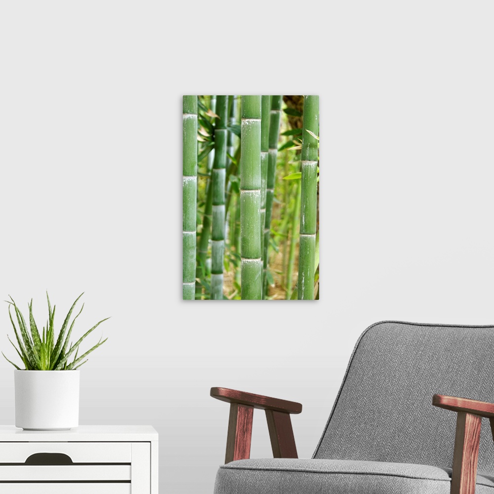 A modern room featuring Bamboo stems (Phyllostachys sp.). Photographed in the Majorelle Garden, Marrakech, Morocco.