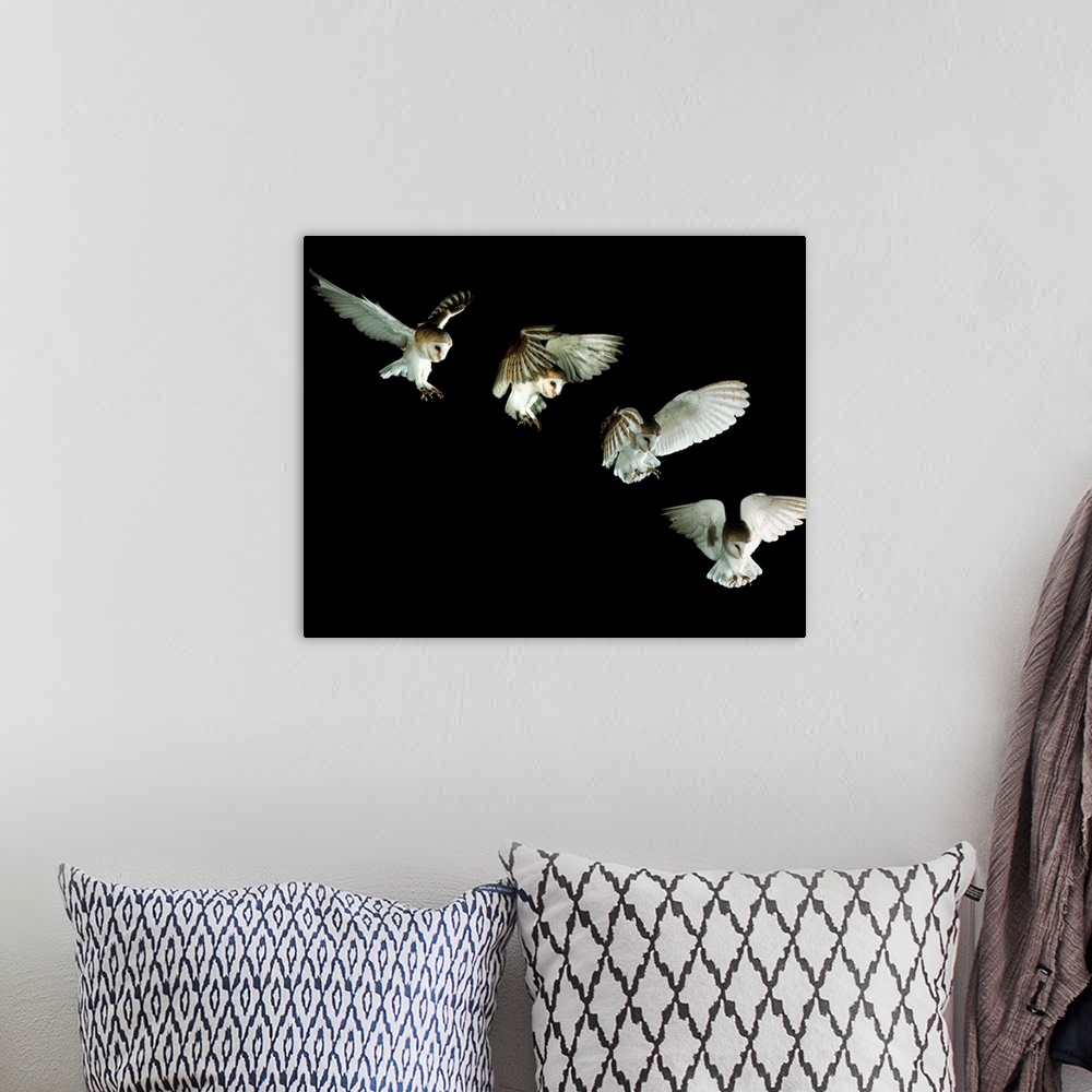 A bohemian room featuring Barn owl. Composite image of high-speed photographs of a European barn owl (Tyto alba) swooping f...