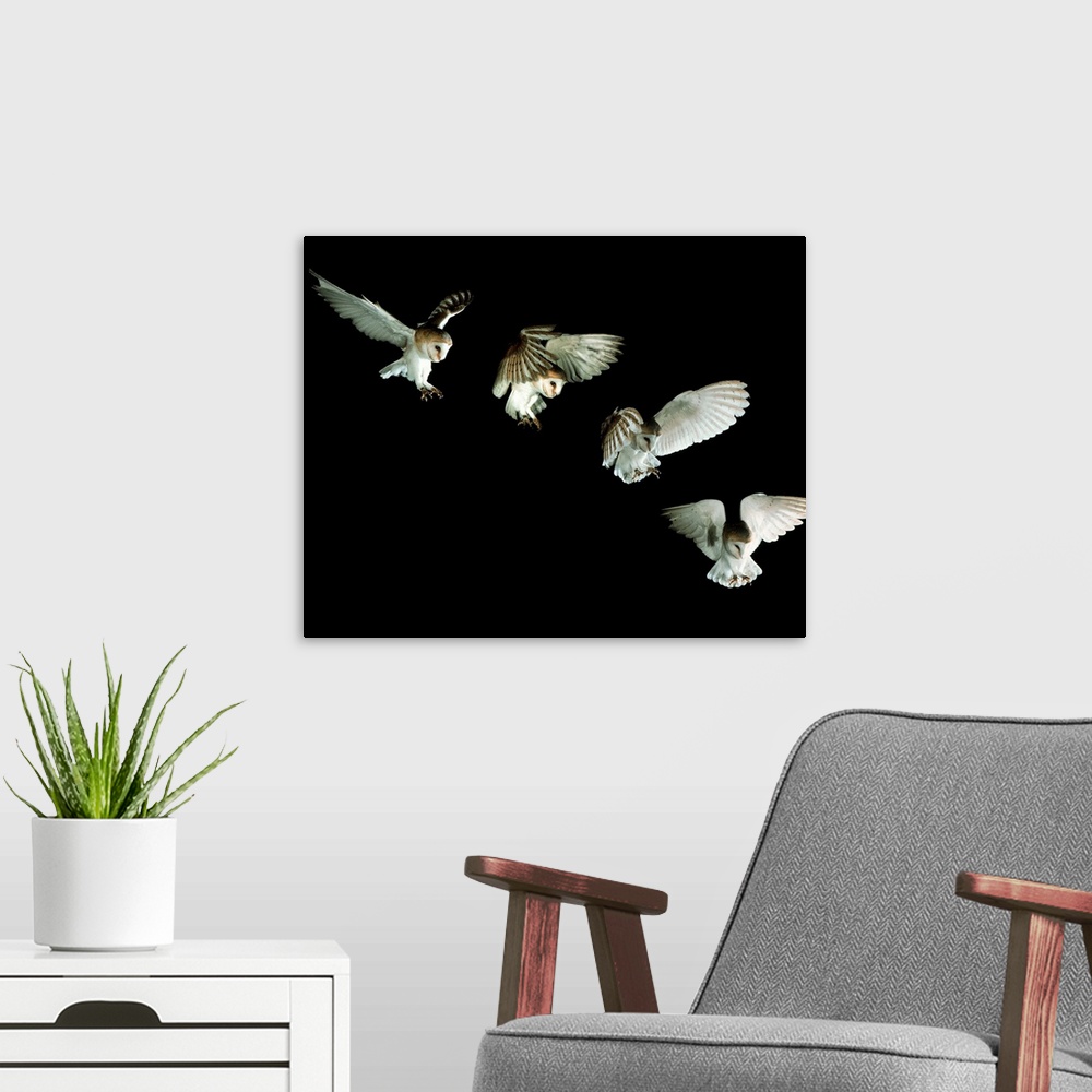 A modern room featuring Barn owl. Composite image of high-speed photographs of a European barn owl (Tyto alba) swooping f...