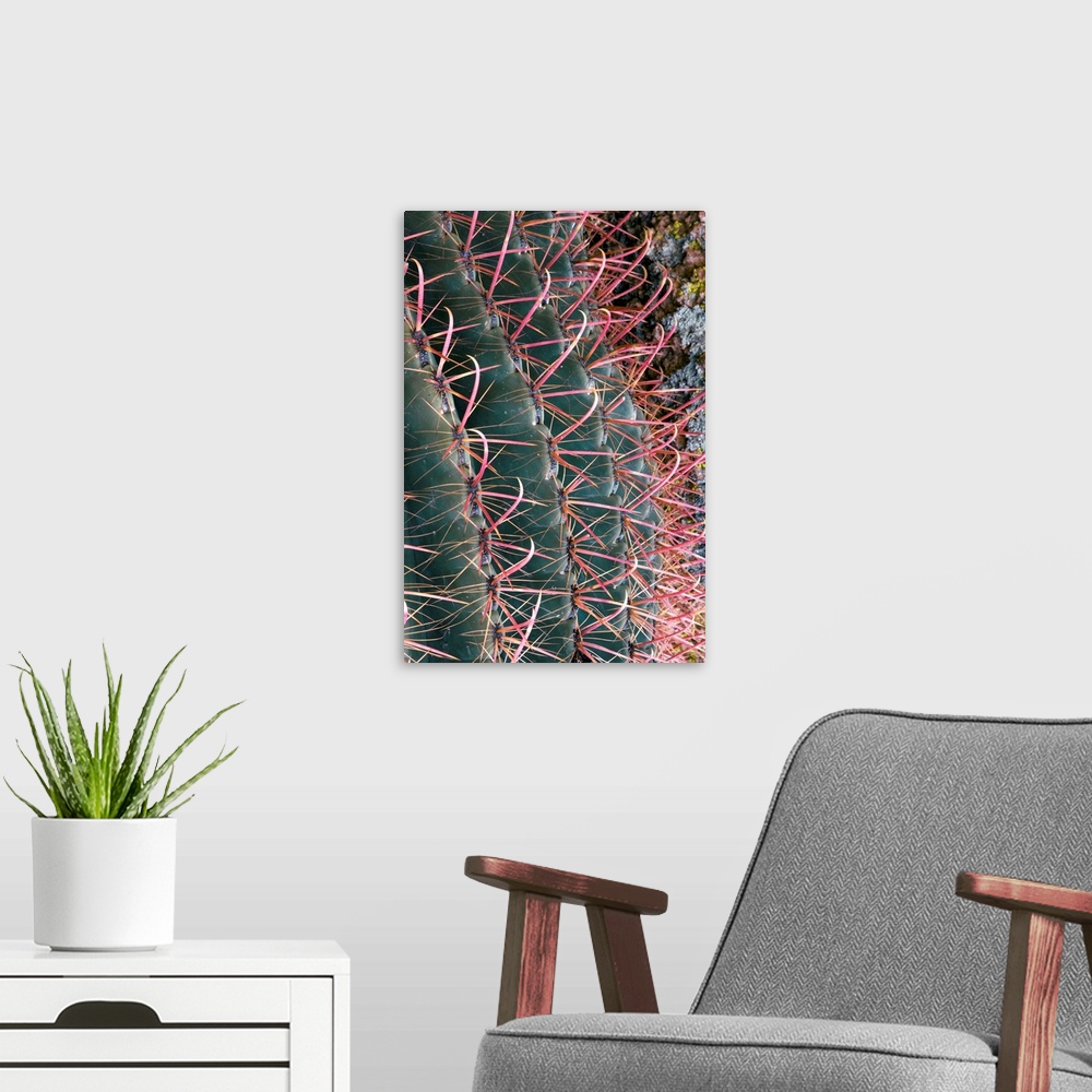 A modern room featuring Spines of Fishhook Barrel Cactus (Ferocactus wislizenii). Photographed in Arizona, USA.