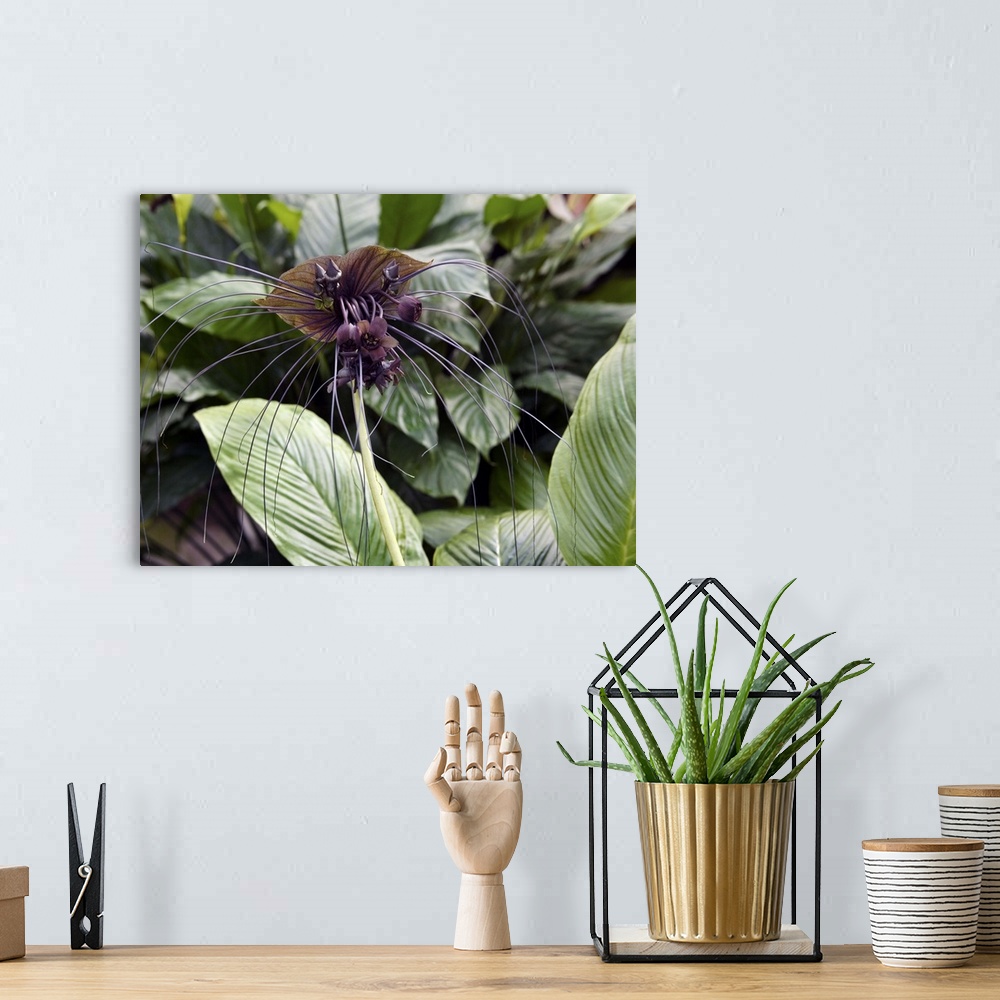 A bohemian room featuring Bat flower (Tacca chantrieri). This plant originates from South-East Asia. Photographed in China.