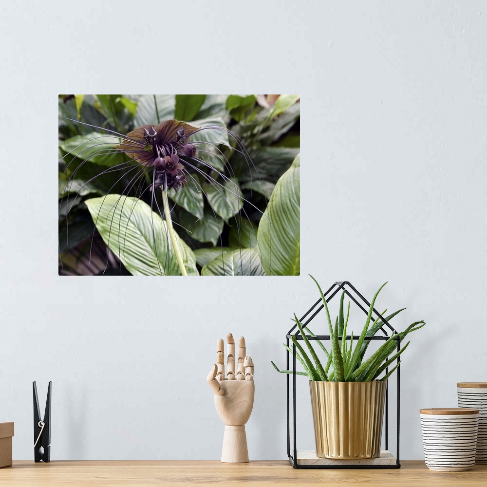 A bohemian room featuring Bat flower (Tacca chantrieri). This plant originates from South-East Asia. Photographed in China.