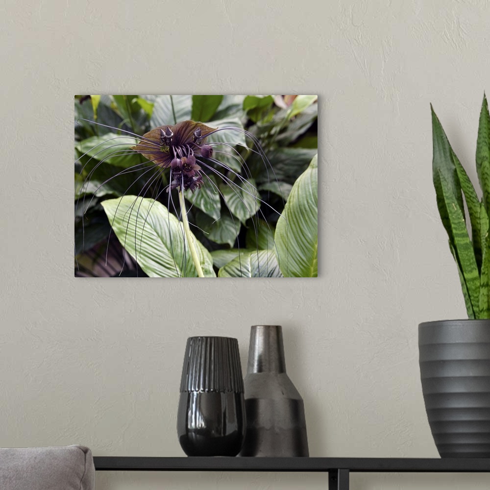 A modern room featuring Bat flower (Tacca chantrieri). This plant originates from South-East Asia. Photographed in China.
