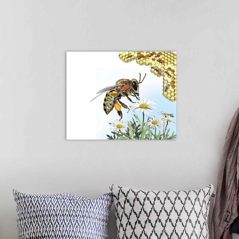 A bohemian room featuring Bee anatomy. Computer artwork showing the internal anatomy of a honeybee (Apis mellifera). Nerve ...
