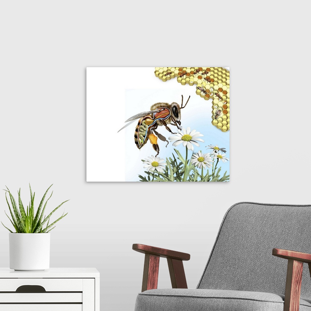 A modern room featuring Bee anatomy. Computer artwork showing the internal anatomy of a honeybee (Apis mellifera). Nerve ...