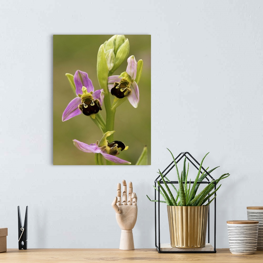 A bohemian room featuring Bee orchid (Ophrys apifera) flowers. This is one of the bee orchids, named for the distinctively ...