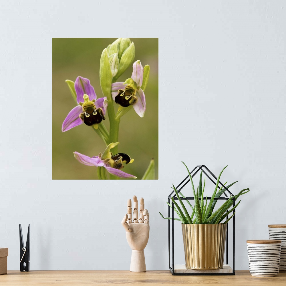 A bohemian room featuring Bee orchid (Ophrys apifera) flowers. This is one of the bee orchids, named for the distinctively ...