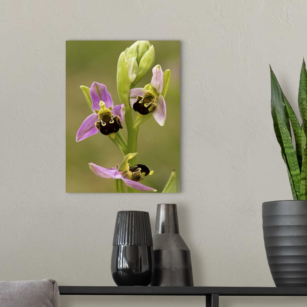 A modern room featuring Bee orchid (Ophrys apifera) flowers. This is one of the bee orchids, named for the distinctively ...