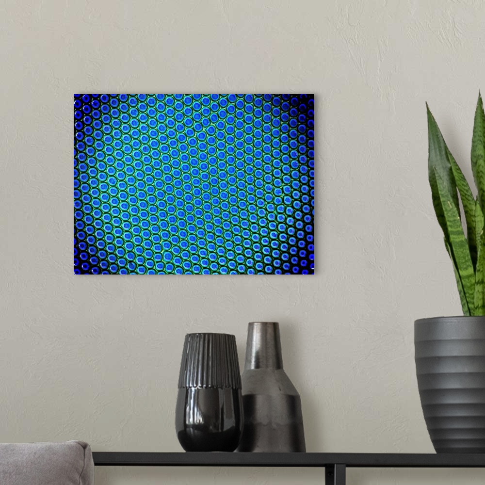 A modern room featuring Beetle compound eye. Polarised light micrograph of a portion of the compound eye of a great divin...