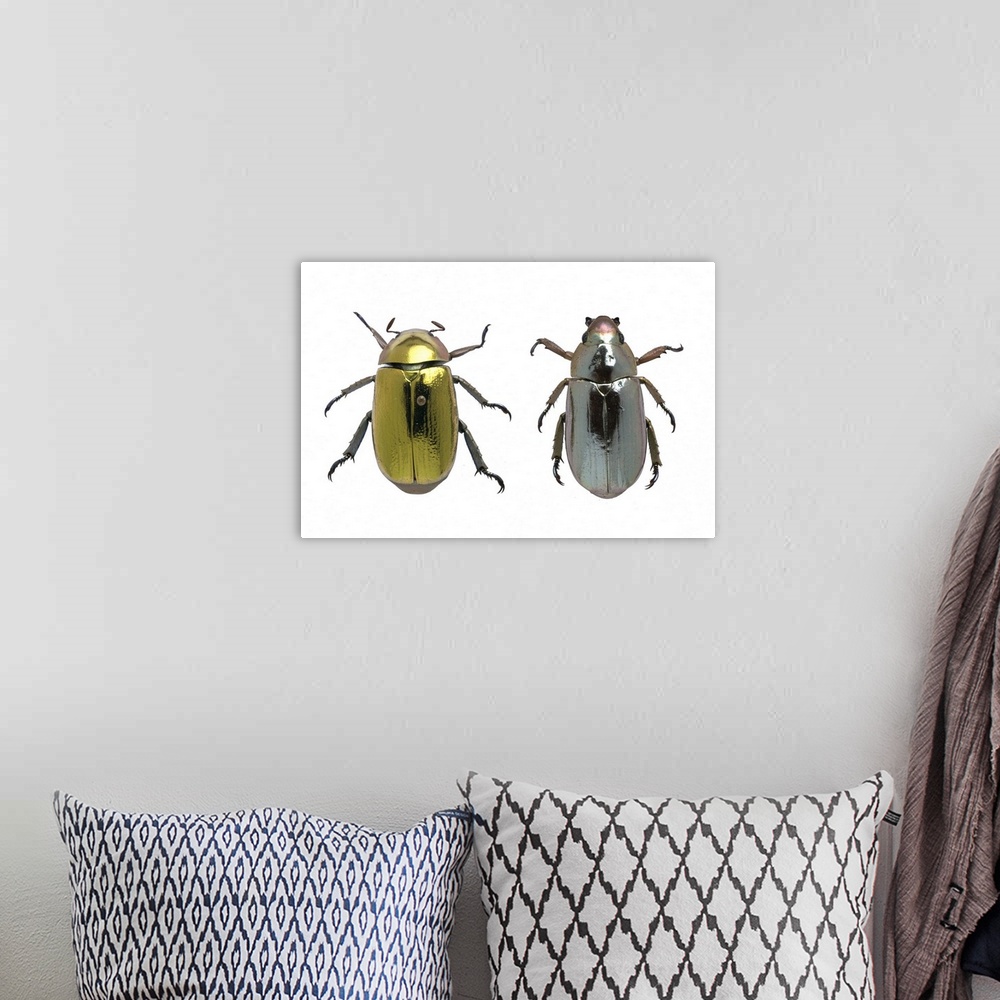 A bohemian room featuring Beetles with metallic iridescence. Pair of beetles with gold (left) and silver (right) metallic i...