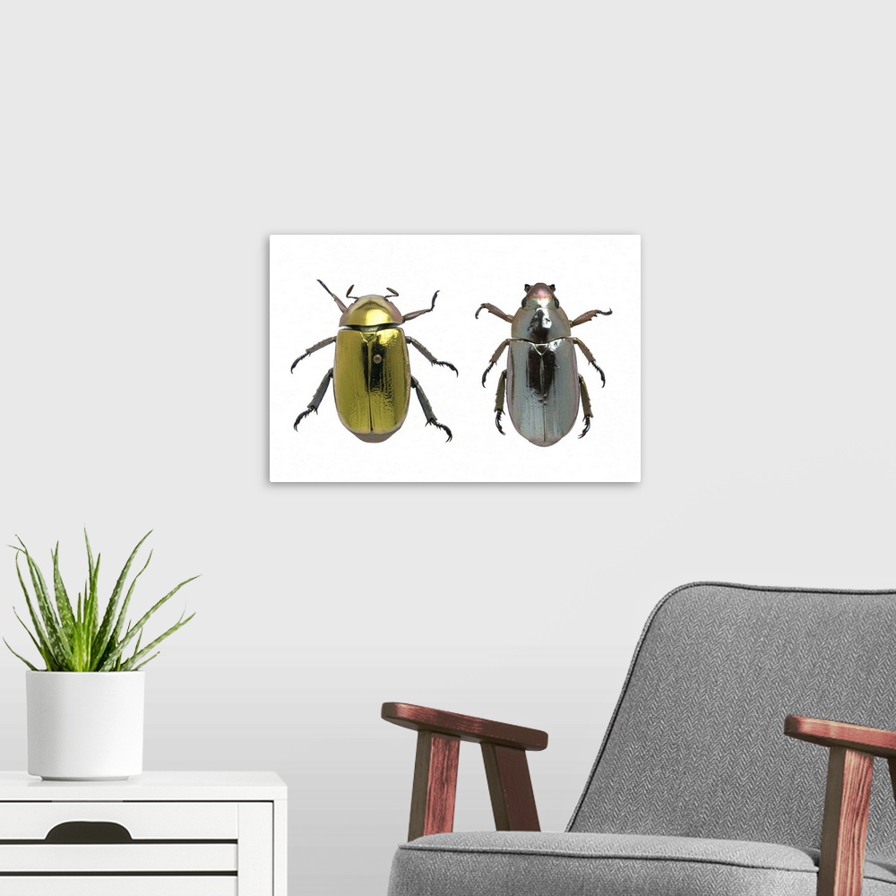 A modern room featuring Beetles with metallic iridescence. Pair of beetles with gold (left) and silver (right) metallic i...