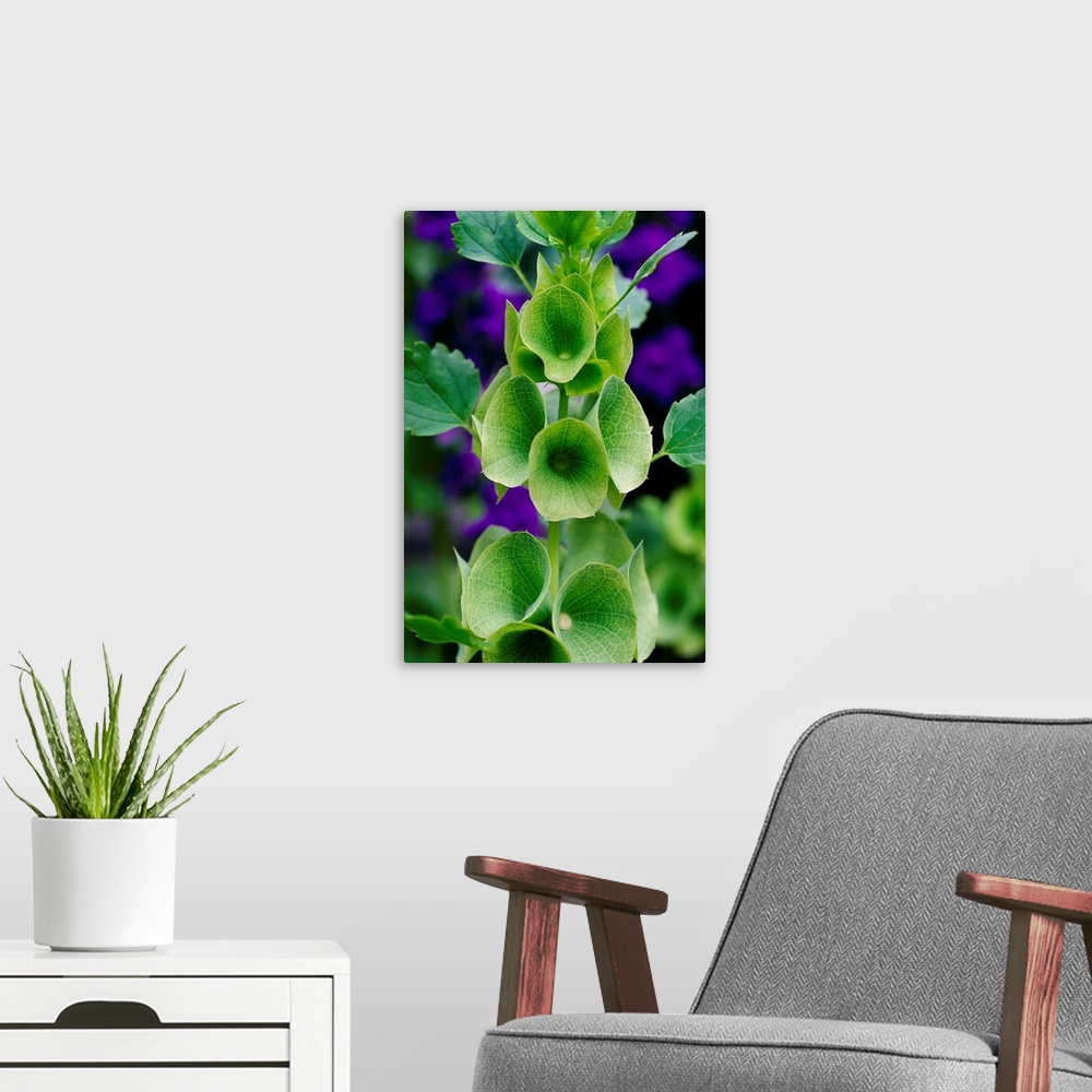 A modern room featuring Bells of Ireland flowers (Moluccella laevis).