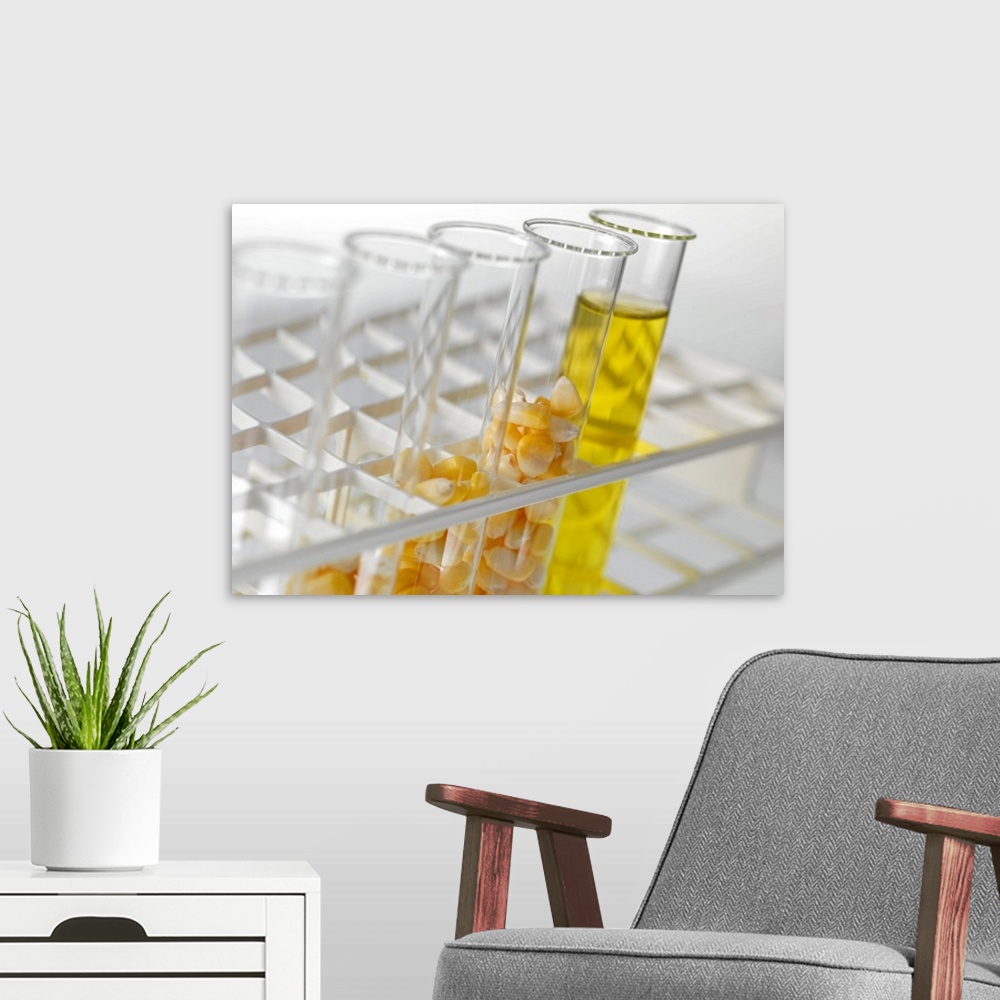 A modern room featuring Biofuel research. Test tubes containing corn (maize, Zea mays) and corn ethanol (right). Corn eth...