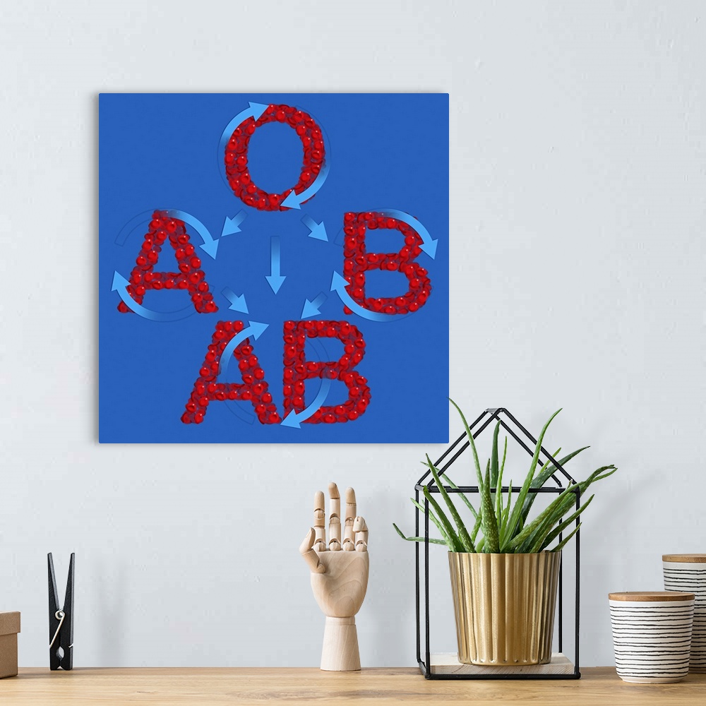 A bohemian room featuring Blood groups. Computer artwork of red blood cells (erythrocytes) in the shape of the letters A, B...