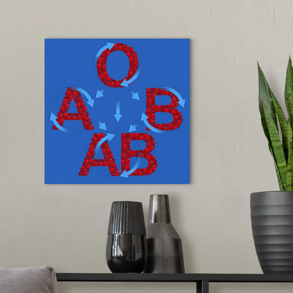 A modern room featuring Blood groups. Computer artwork of red blood cells (erythrocytes) in the shape of the letters A, B...