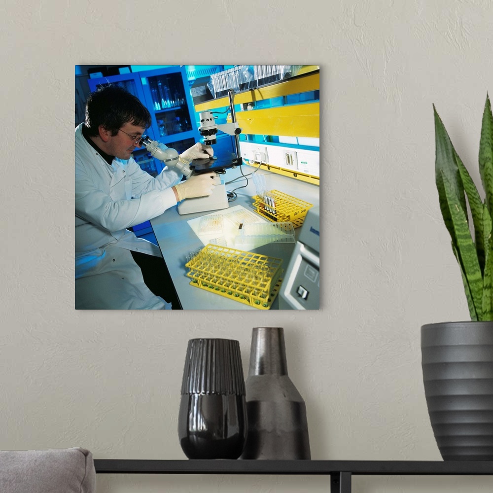 A modern room featuring MODEL RELEASED. Blood analysis. Researcher using a light (optical) microscope to study a tube con...