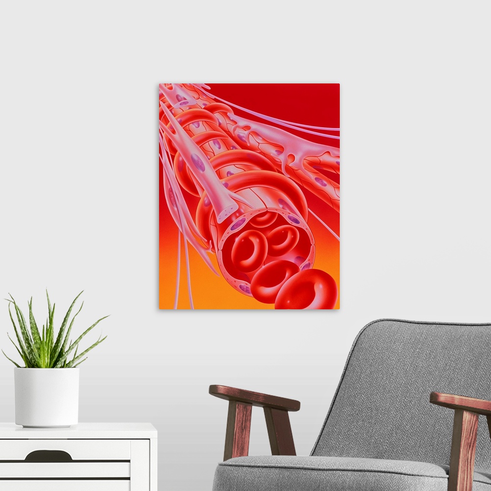 A modern room featuring Arteriole and capillaries. Illustration of a peripheral arteriole carrying red blood cells (foreg...