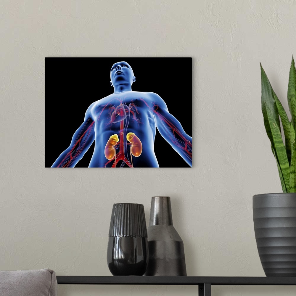 A modern room featuring Blood vessels and kidneys. Computer artwork of a man with healthy blood vessels and kidneys. The ...