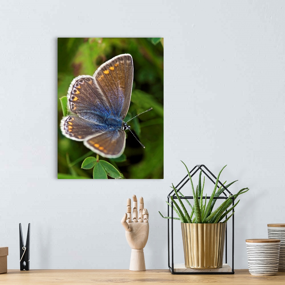 A bohemian room featuring An example of a common Blue butterfly (Polyommatus icarus) which is widely distributed throughout...