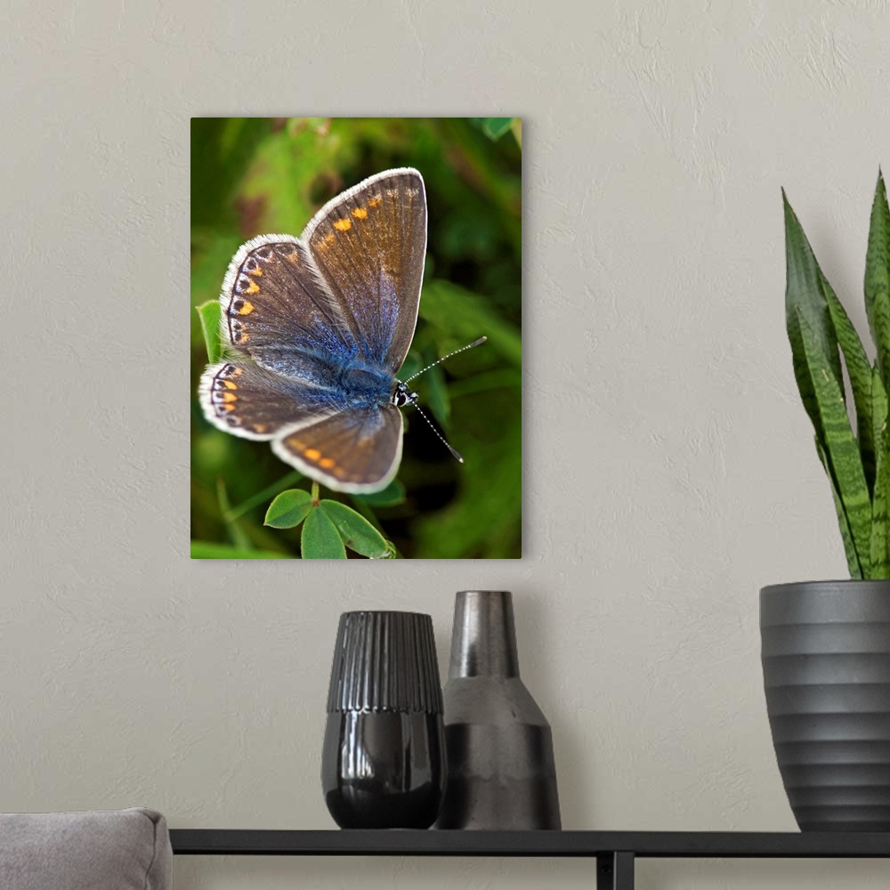 A modern room featuring An example of a common Blue butterfly (Polyommatus icarus) which is widely distributed throughout...