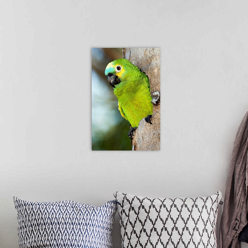 A bohemian room featuring Blue-fronted parrot (Amazona aestiva), emerging from a tree hole. This parrot nests in tree cavit...