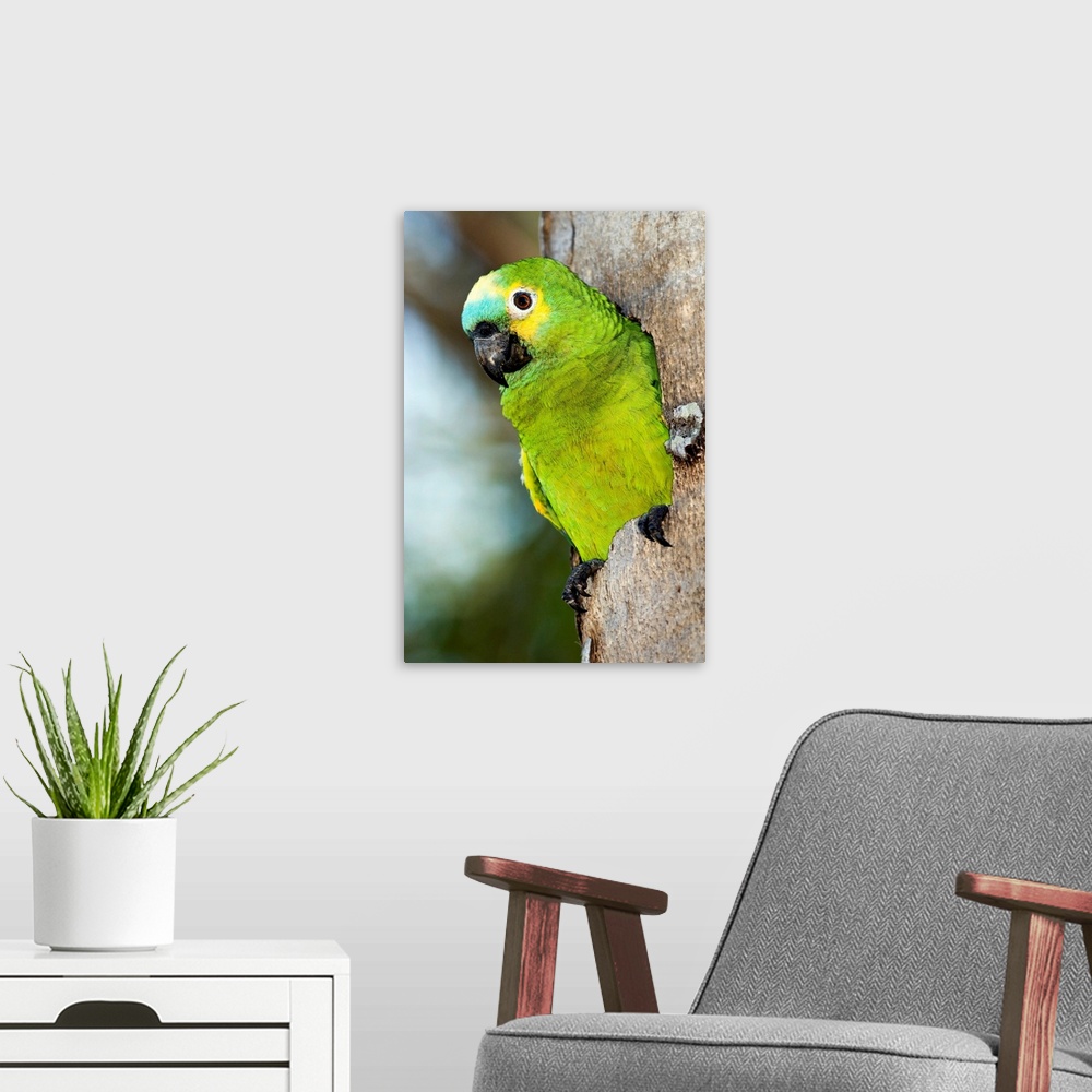 A modern room featuring Blue-fronted parrot (Amazona aestiva), emerging from a tree hole. This parrot nests in tree cavit...