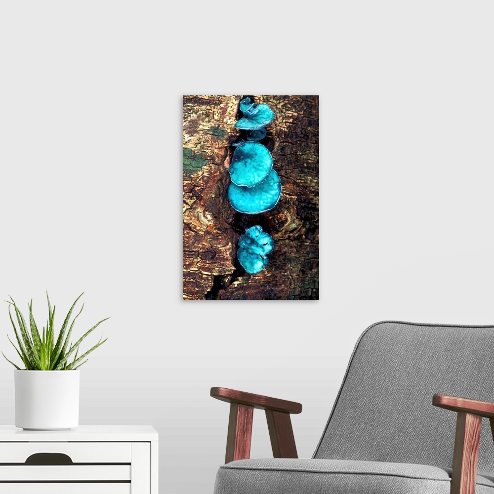 A modern room featuring Blue stain fungi (Chlorociboria aeruginascens) on rotting wood. This inedible fungus stains the w...