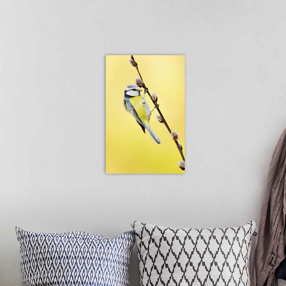 A bohemian room featuring Blue tit on pussy willow. Male blue tit (Cyanistes caeruleus) on a pussy willow (Salix sp.) branc...