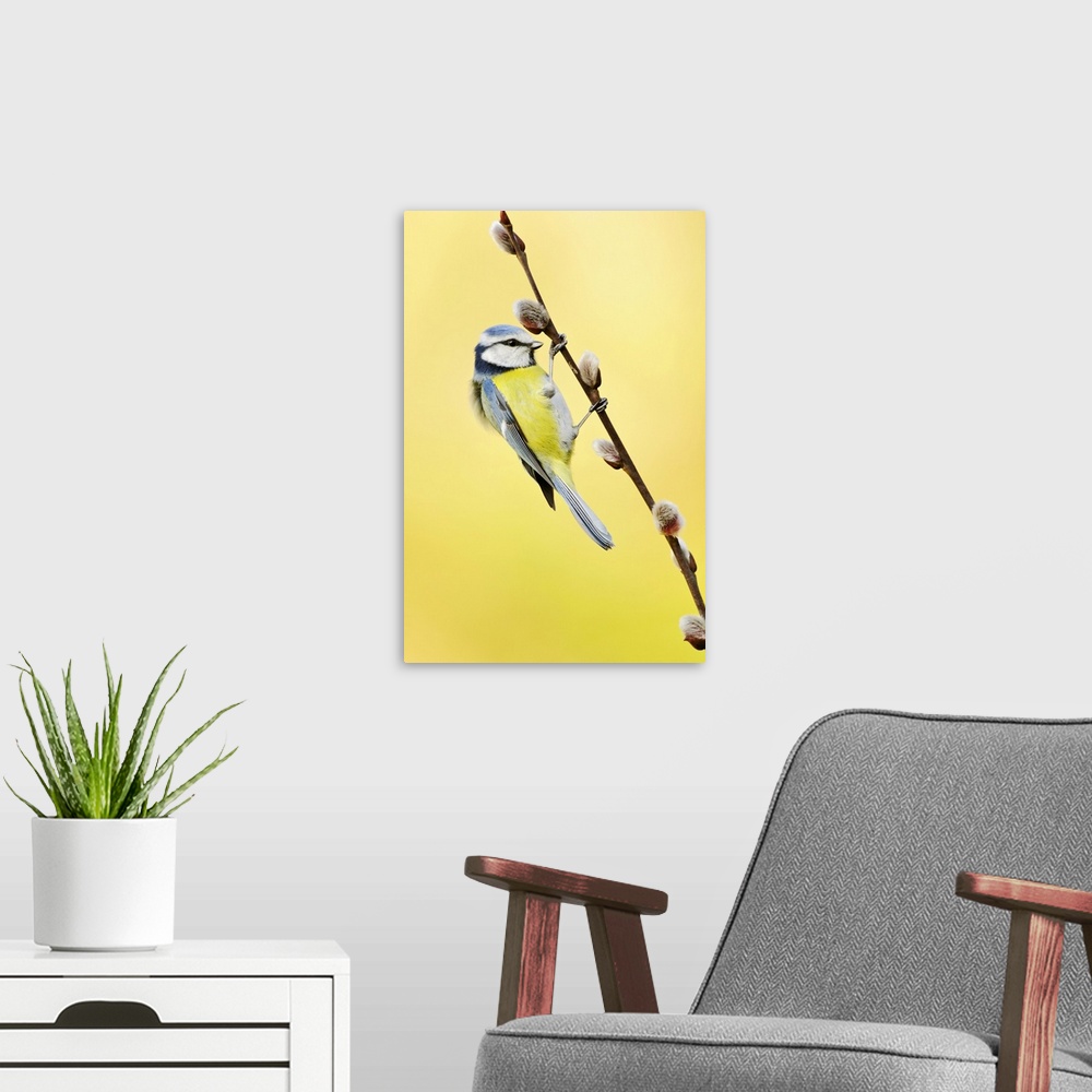 A modern room featuring Blue tit on pussy willow. Male blue tit (Cyanistes caeruleus) on a pussy willow (Salix sp.) branc...