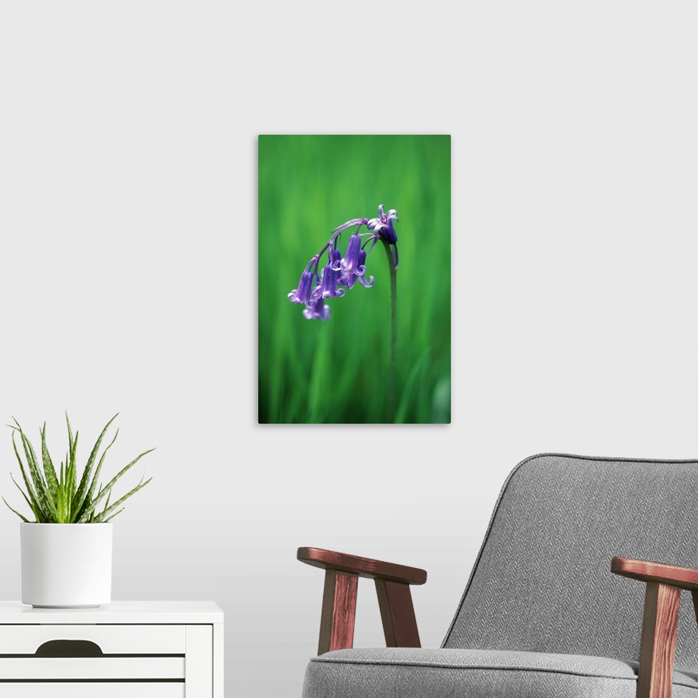 A modern room featuring Bluebell flower (Hyacinthoides non-scripta). This perennial plant flowers in spring, and is found...