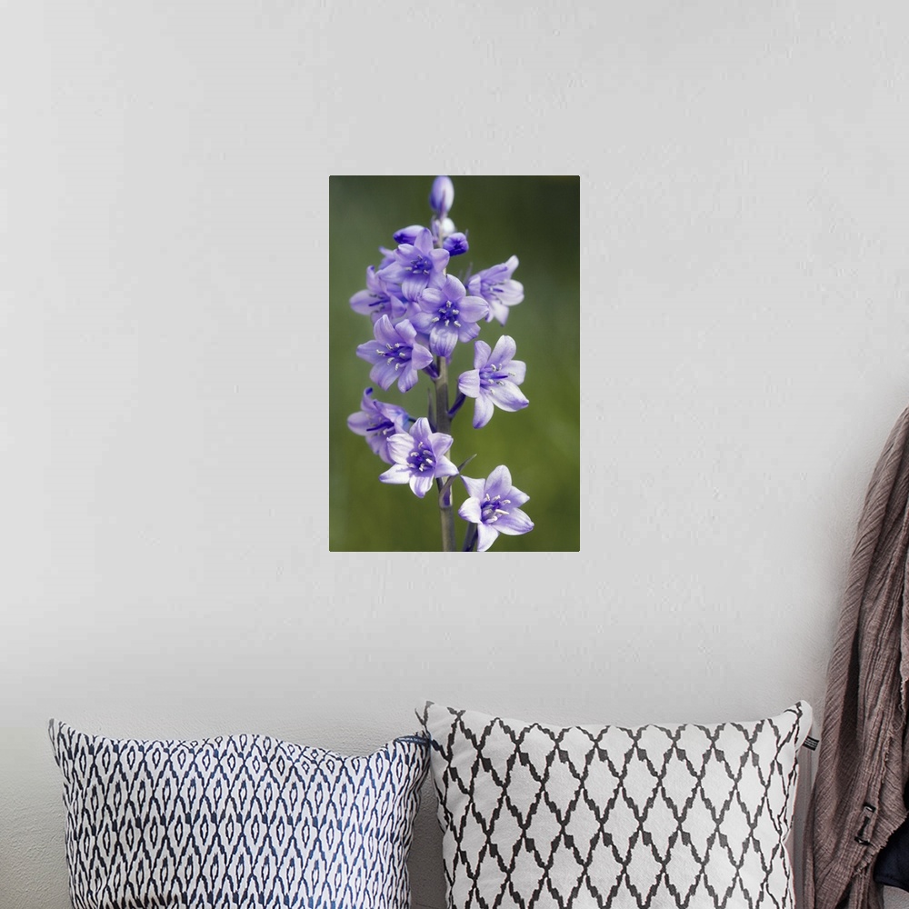 A bohemian room featuring Bluebell flowers. This plant is a hybrid of the common bluebell (Hyacinthoides non-scripta) and t...