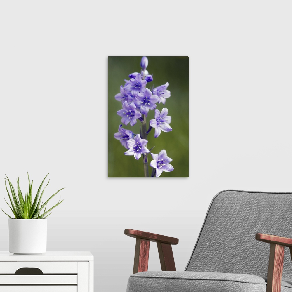 A modern room featuring Bluebell flowers. This plant is a hybrid of the common bluebell (Hyacinthoides non-scripta) and t...