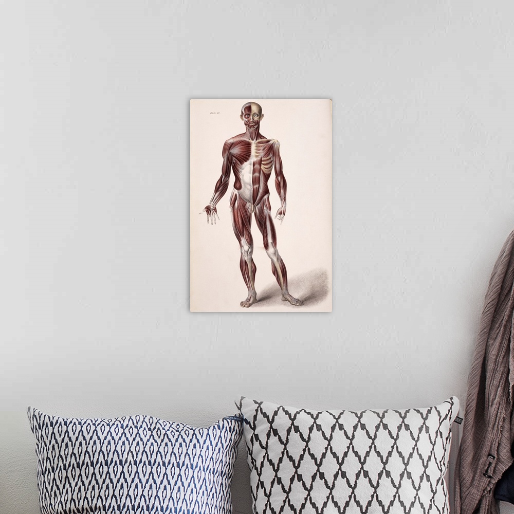A bohemian room featuring Body musculature. Historical artwork of the superficial (left) and deeper (right) layers of muscl...