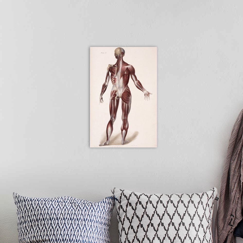 A bohemian room featuring Body musculature. Historical artwork of the superficial (right) and deeper (left) layers of muscl...