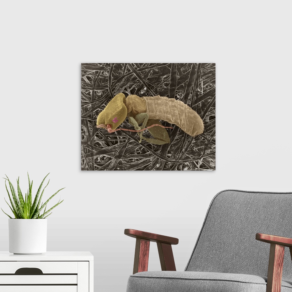 A modern room featuring Coloured scanning electron micrograph (SEM) of Book louse on cellulose fibres (Liposcelis divinat...