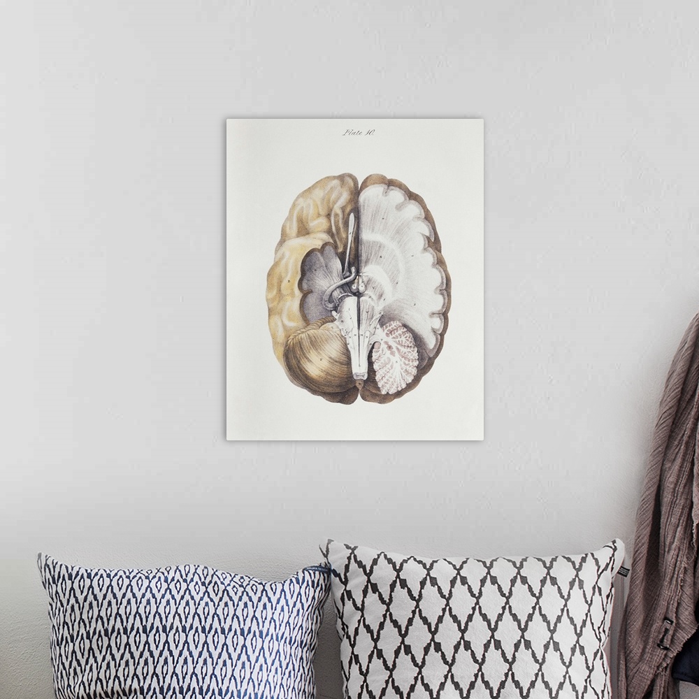 A bohemian room featuring Brain anatomy. Historical anatomical artwork of internal brain structures. The brain is seen from...