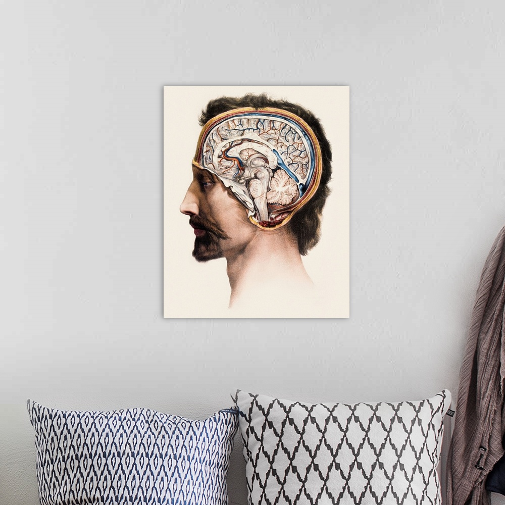 A bohemian room featuring Brain, historical anatomical artwork. This is a sagittal (front to back) section showing the stru...