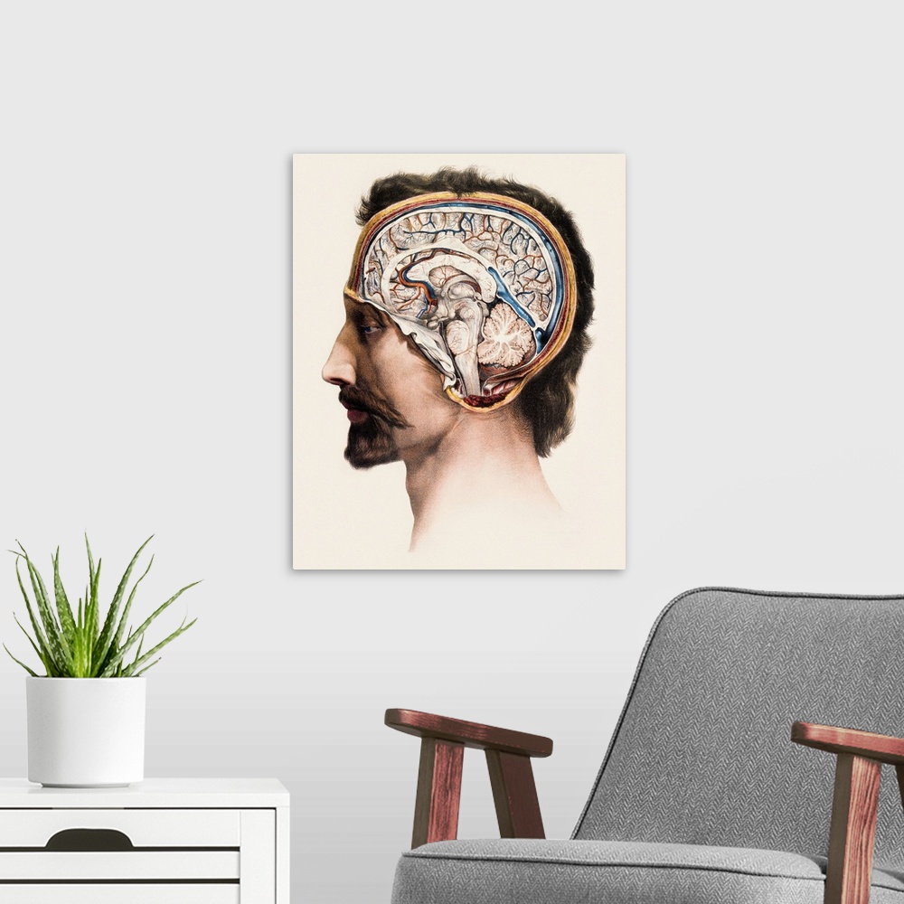 A modern room featuring Brain, historical anatomical artwork. This is a sagittal (front to back) section showing the stru...