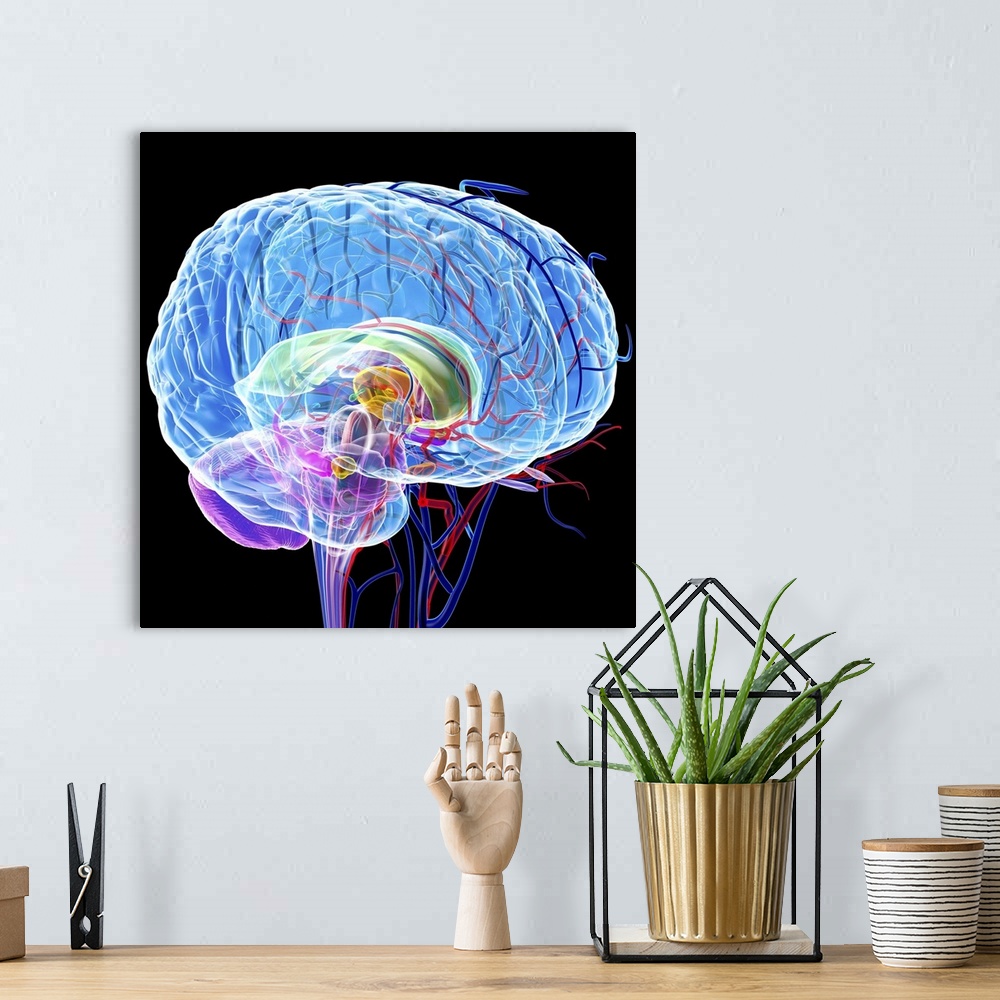 A bohemian room featuring Brain anatomy, computer artwork. The cerebellum is purple the corpus callosum is green.