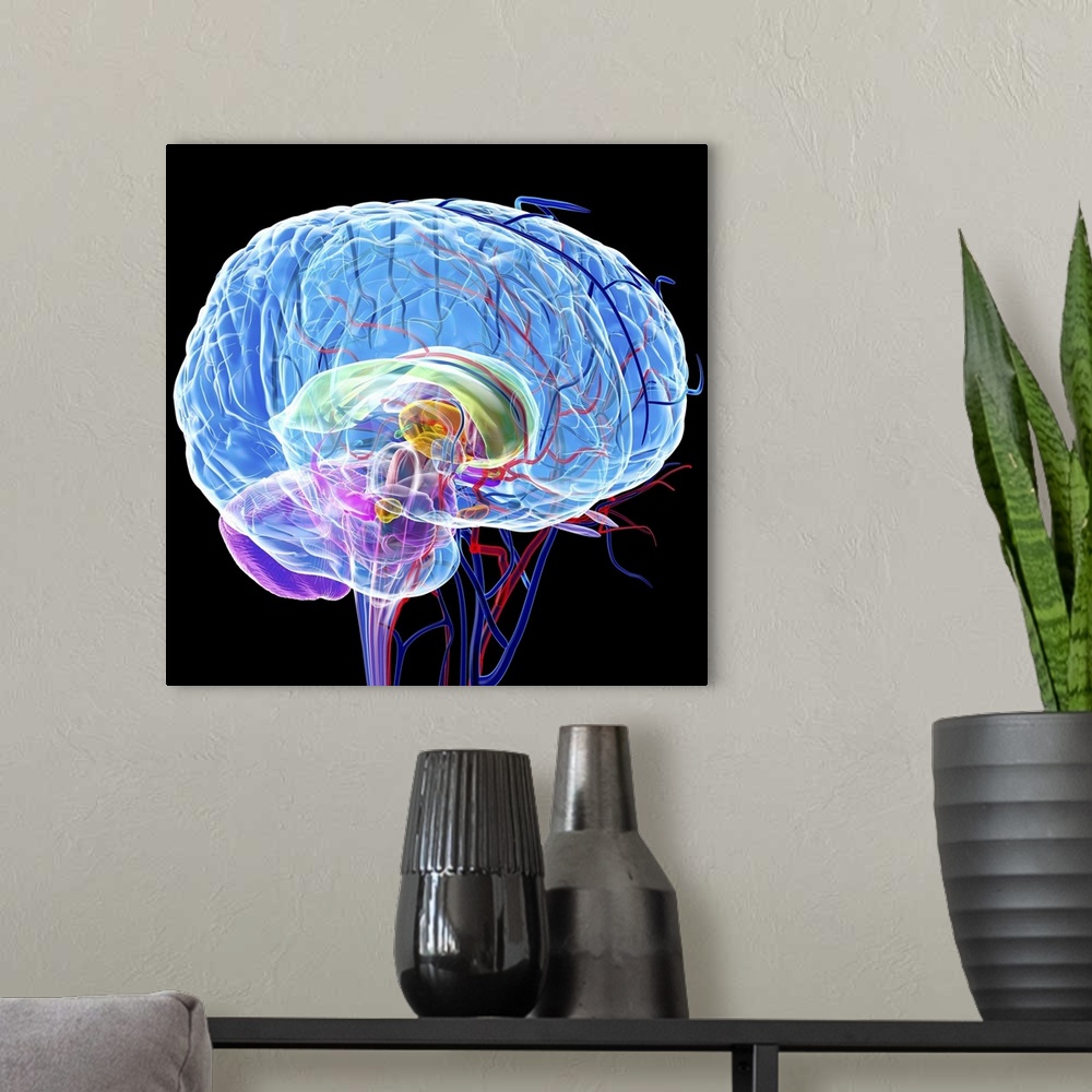 A modern room featuring Brain anatomy, computer artwork. The cerebellum is purple the corpus callosum is green.
