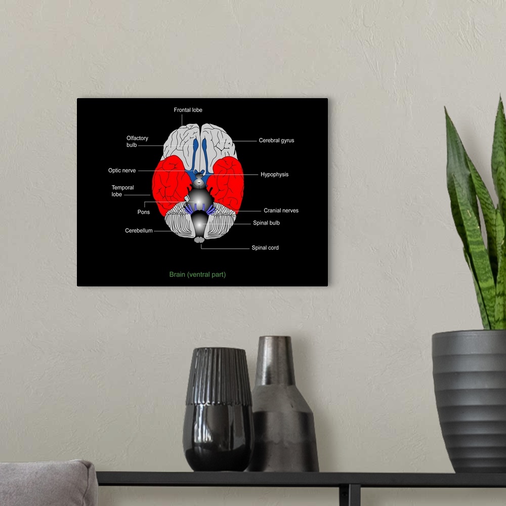 A modern room featuring Brain anatomy. Diagram of the underside (ventral aspect) of the brain, showing the anatomical str...