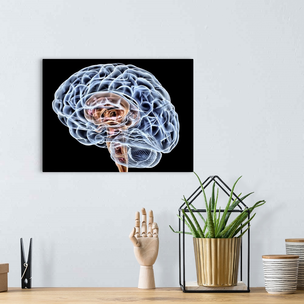 A bohemian room featuring Brain. Computer artwork of a side view of a healthy male brain. The front of the brain is at left...