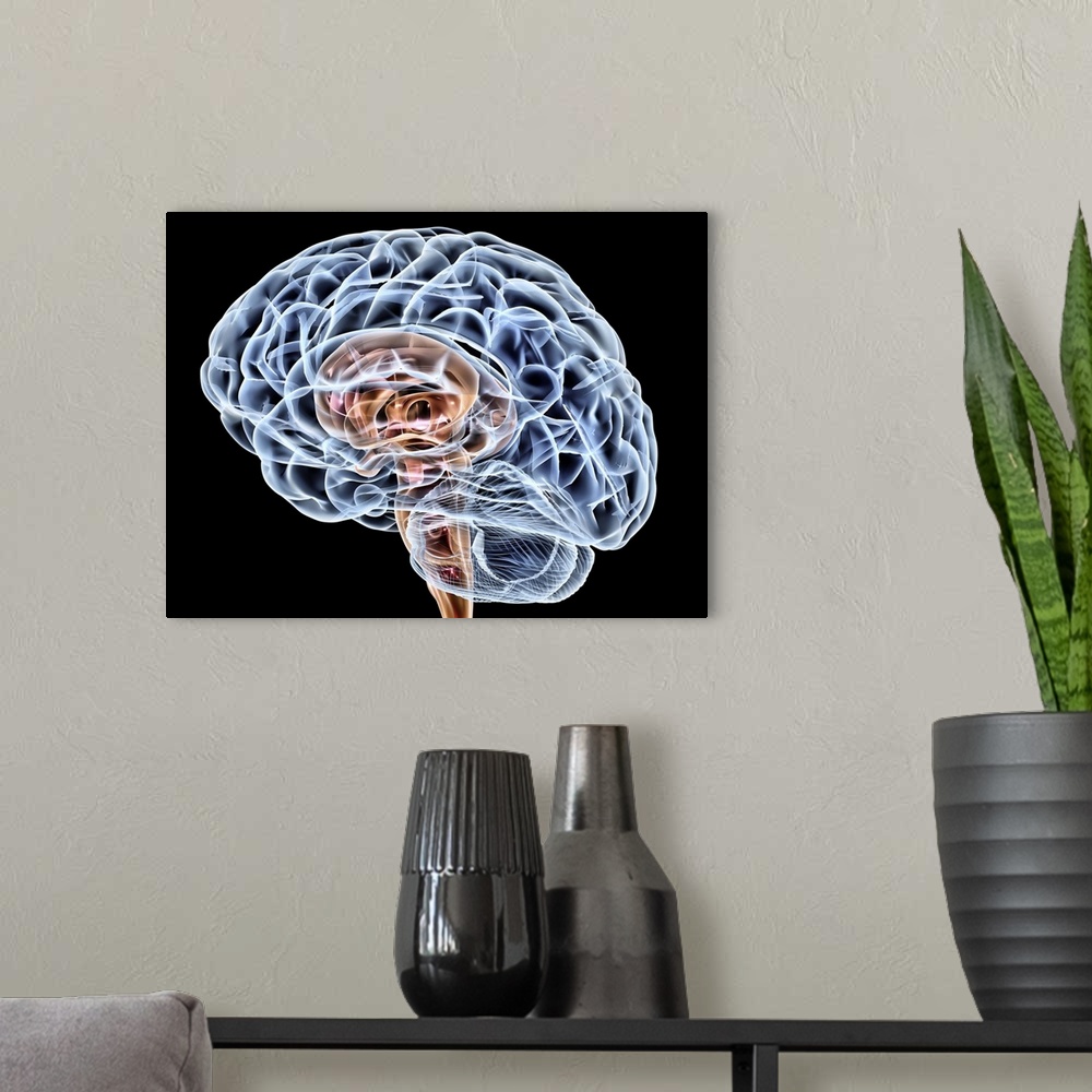 A modern room featuring Brain. Computer artwork of a side view of a healthy male brain. The front of the brain is at left...