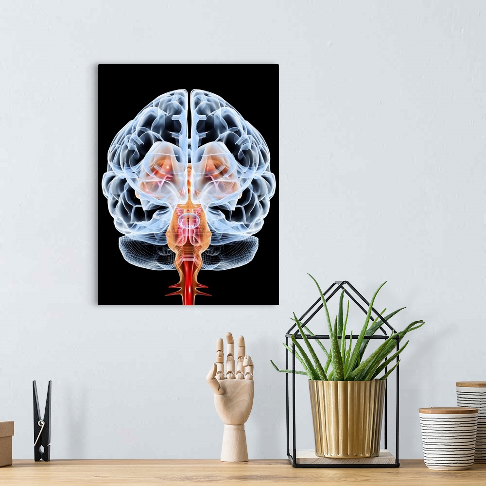 A bohemian room featuring Brain. Computer artwork of a frontal view of a healthy male brain. The front of the brain is at l...