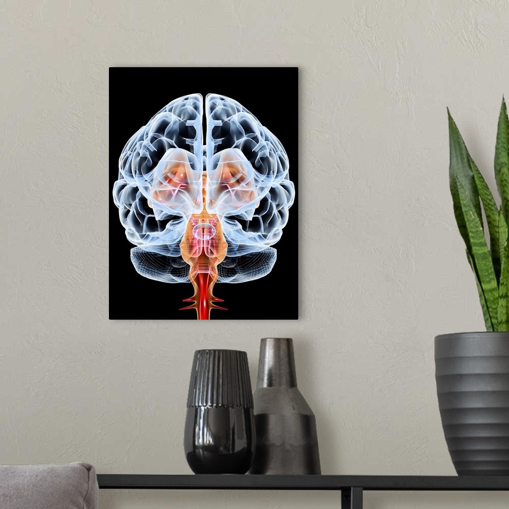 A modern room featuring Brain. Computer artwork of a frontal view of a healthy male brain. The front of the brain is at l...