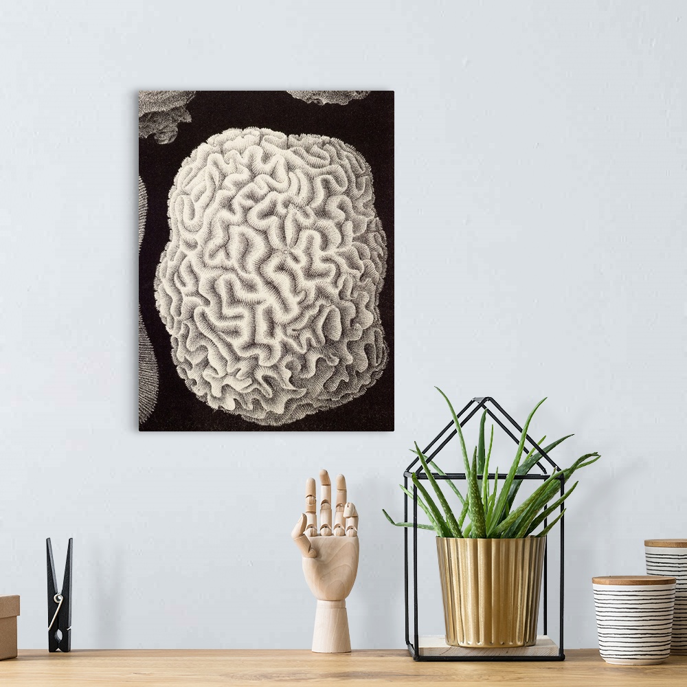 A bohemian room featuring Brain coral, historical artwork. This hard coral is named for its convoluted skeleton that resemb...