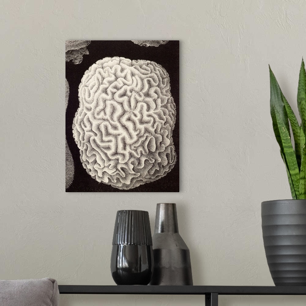 A modern room featuring Brain coral, historical artwork. This hard coral is named for its convoluted skeleton that resemb...