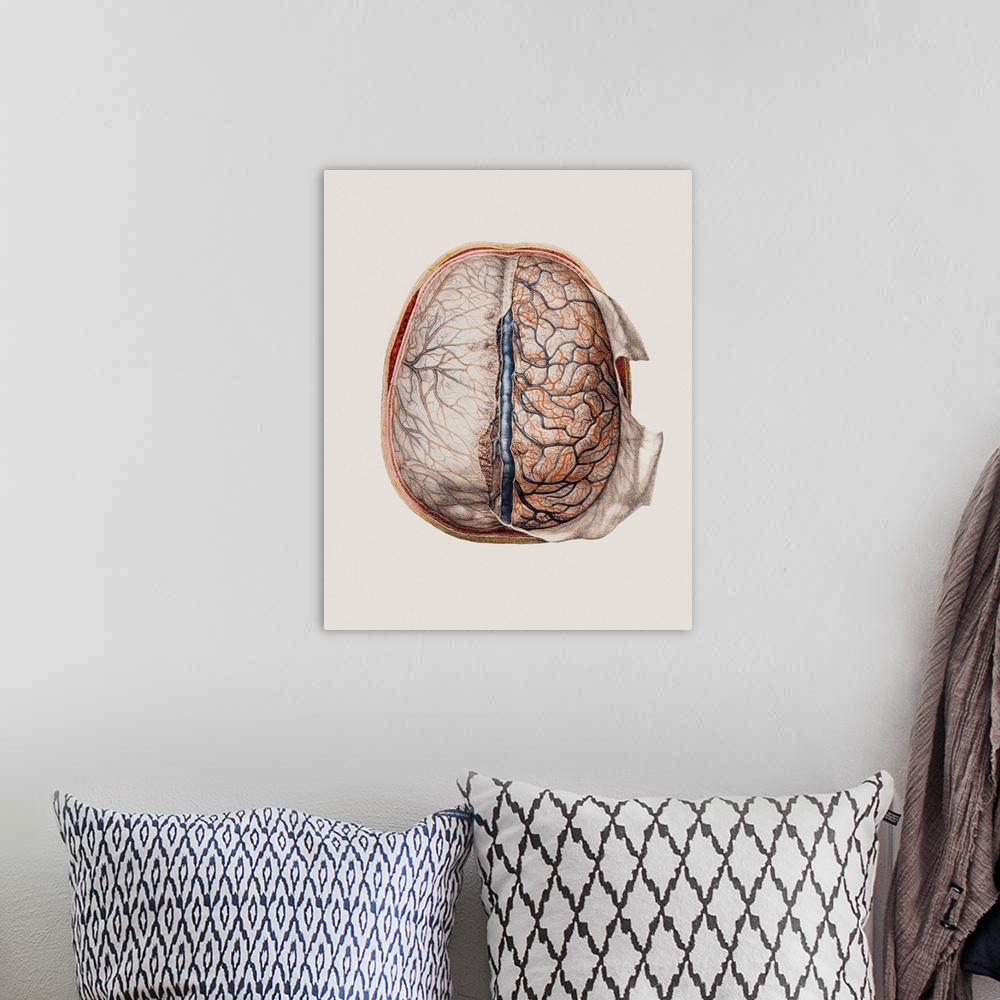A bohemian room featuring Brain meninges, historical anatomical artwork. This cranial (top) view of the brain (with front a...