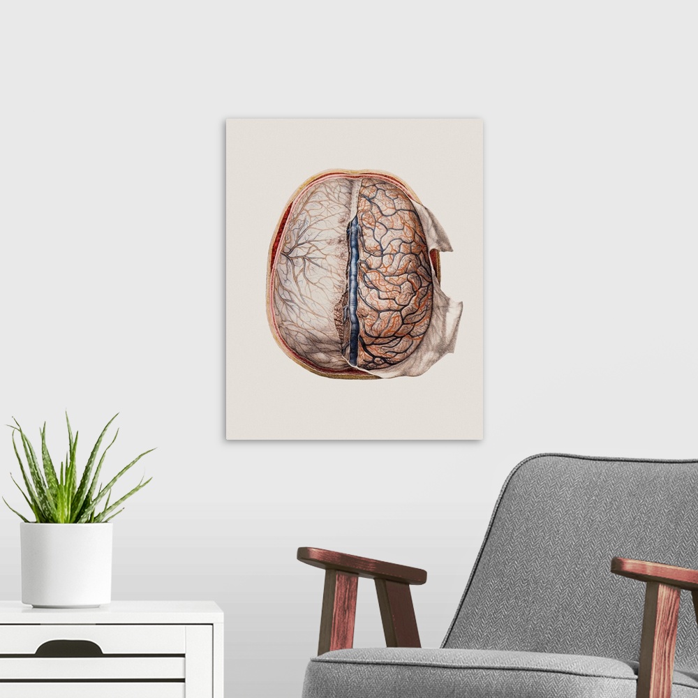 A modern room featuring Brain meninges, historical anatomical artwork. This cranial (top) view of the brain (with front a...