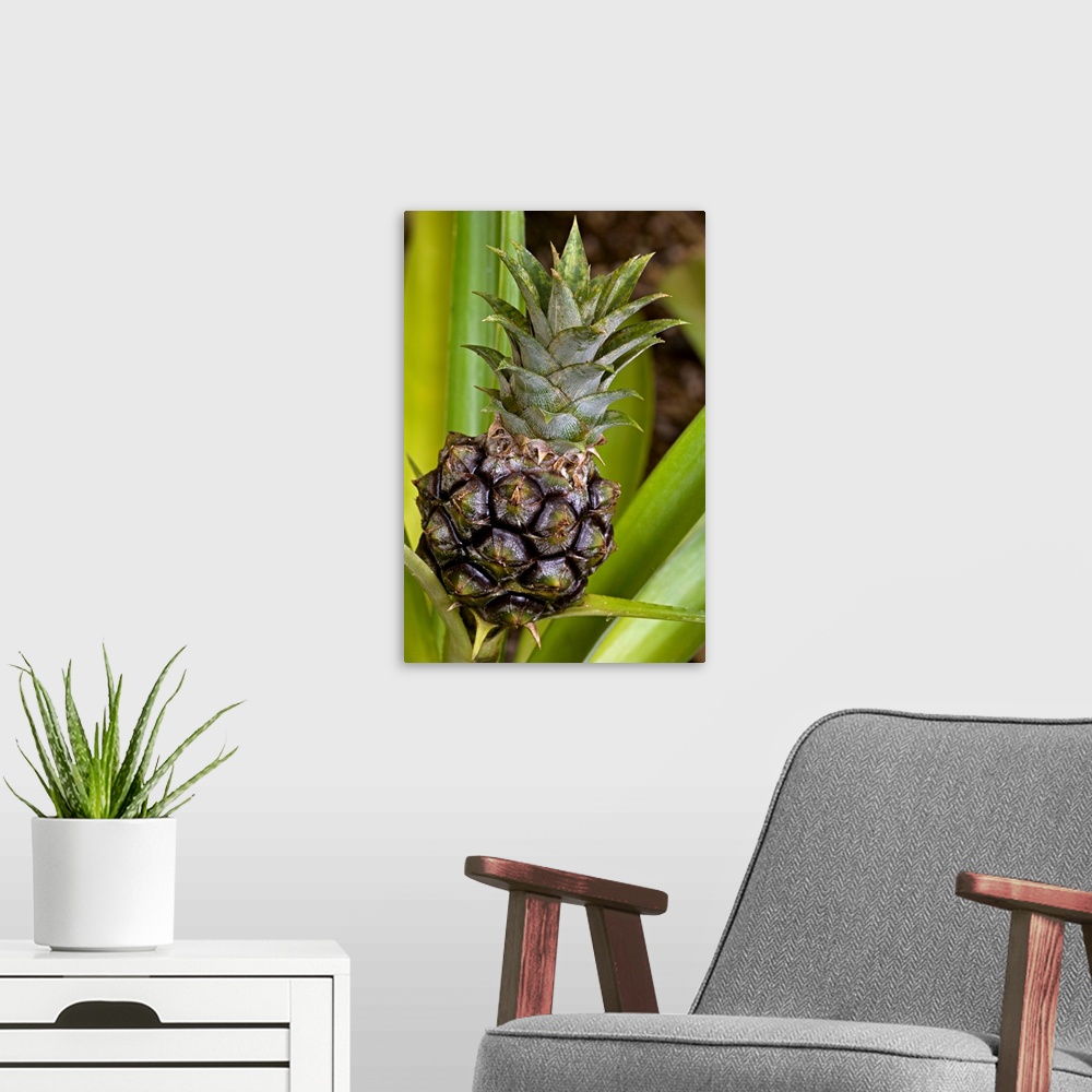 A modern room featuring Brazilian plume flowers (Justicia carnea). This plant is native to South America.